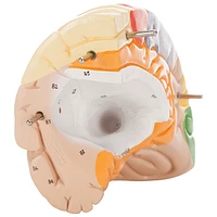 Walter Products Colour Coded Human Brain Model