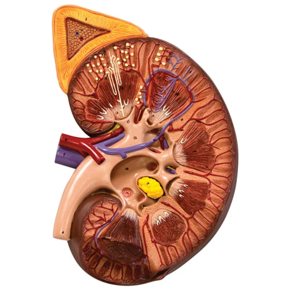 Walter Products Deluxe 3x Enlarged Human Kidney Model