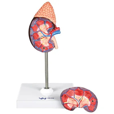 Walter Products Life-Size Kidney Model