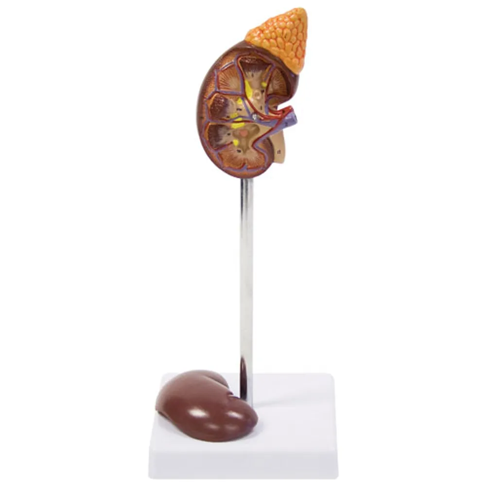 Walter Products Life-Size Kidney Model