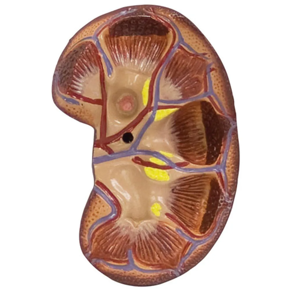 Walter Products Life-Size Kidney Model