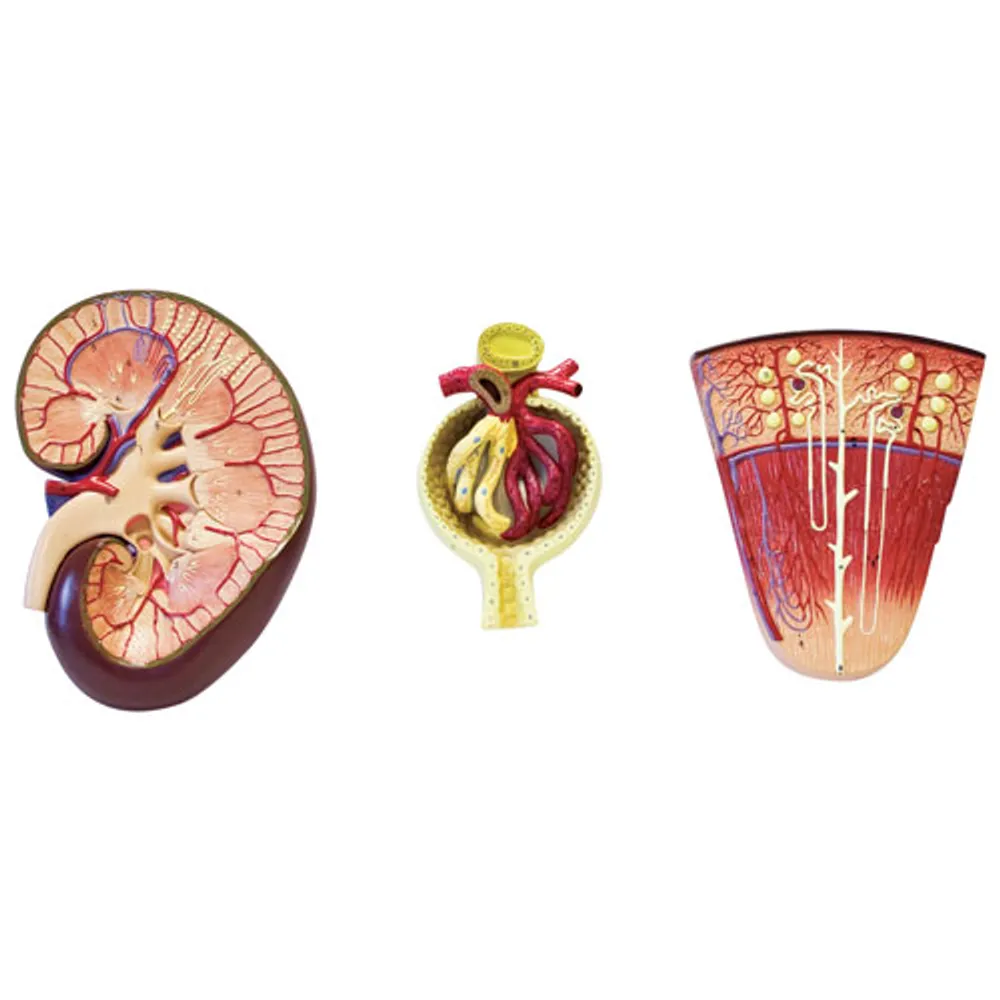 Walter Products Kidney, Nephron & Glomerulus Model