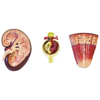 Walter Products Kidney, Nephron & Glomerulus Model