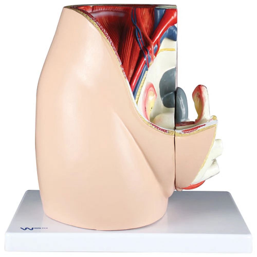 Walter Products Almost Life-Size Female Pelvis Model - 3 Parts