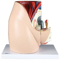 Walter Products Almost Life-Size Female Pelvis Model - 3 Parts