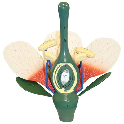 Walter Products Dicot Flower Model