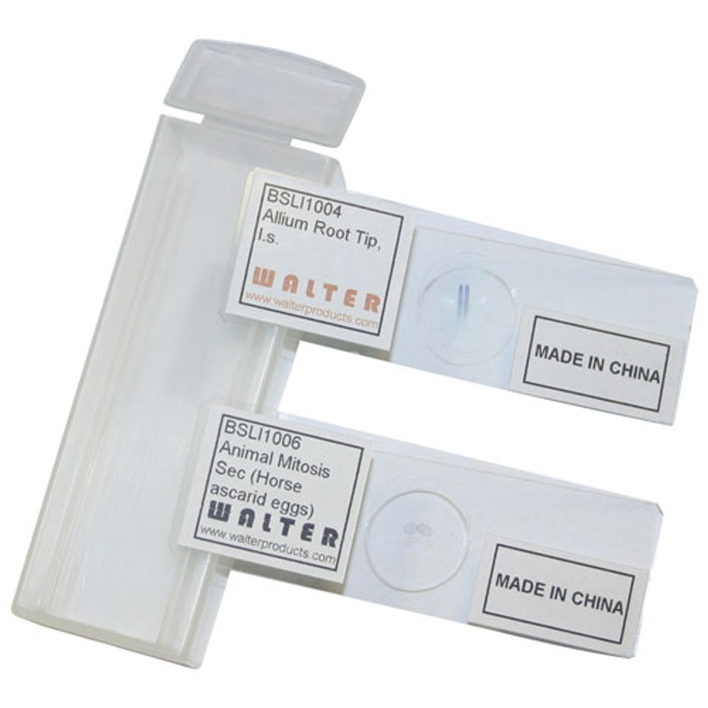 Walter Products Mitosis Prepared Slide Set - 2 Piece