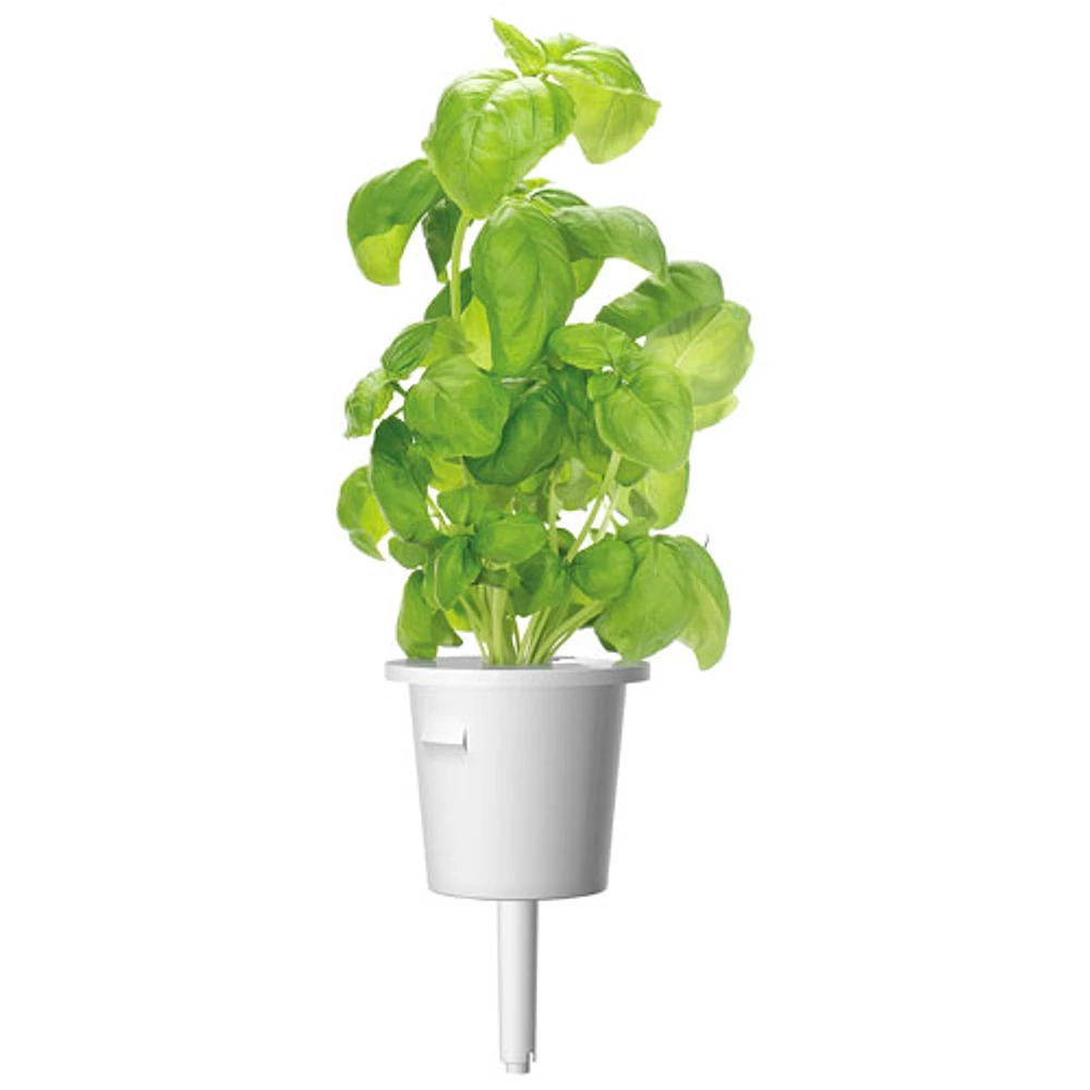 Click & Grow Basil Seed Capsule Refill - 3 Pack