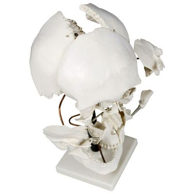 Walter Products 29cm Human Skull Model Set - 22 Pieces