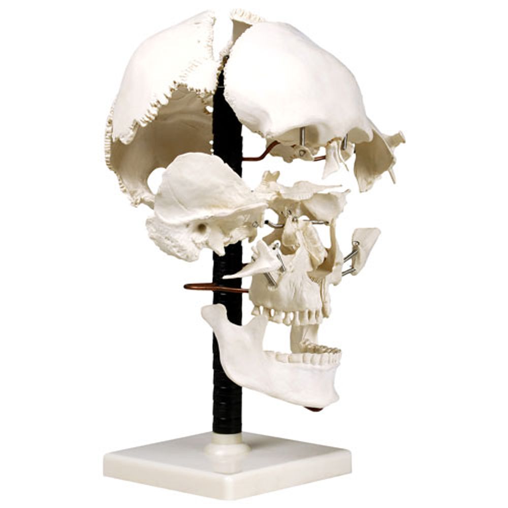 Walter Products 29cm Human Skull Model Set - 22 Pieces