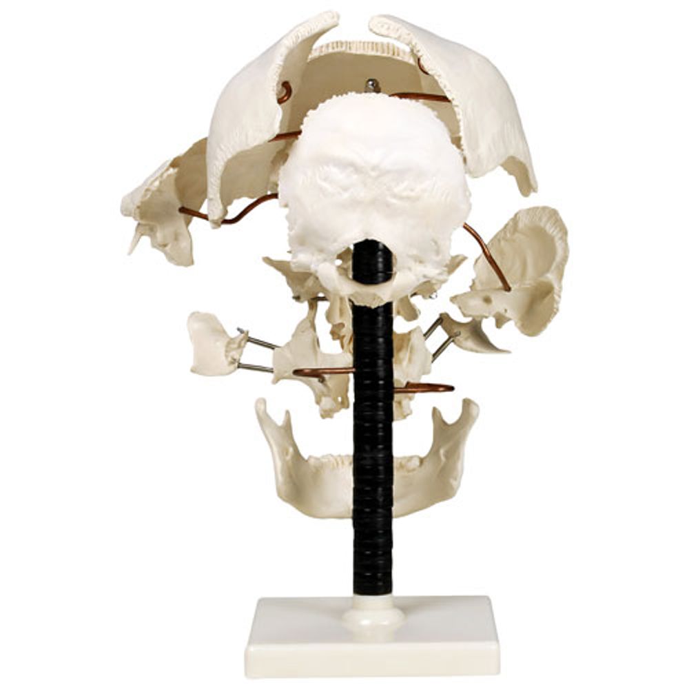 Walter Products 29cm Human Skull Model Set - 22 Pieces