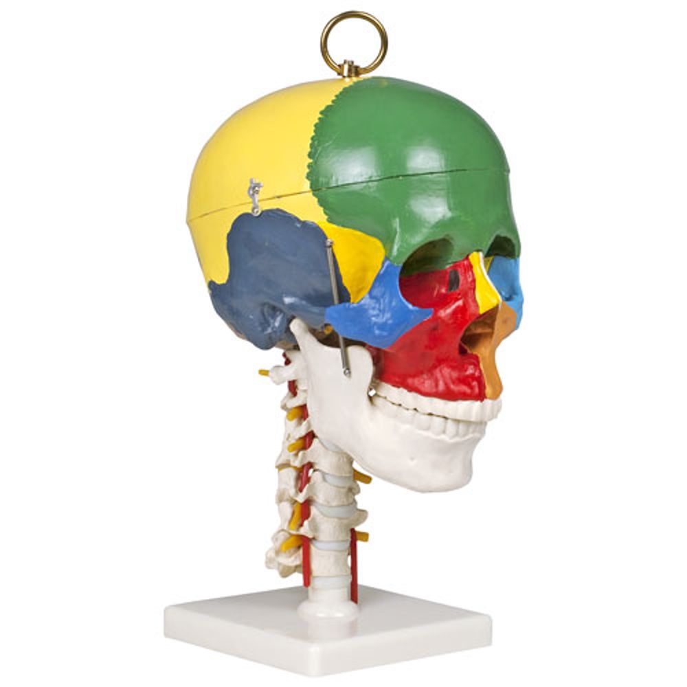 Walter Products 31cm Human Skull Model