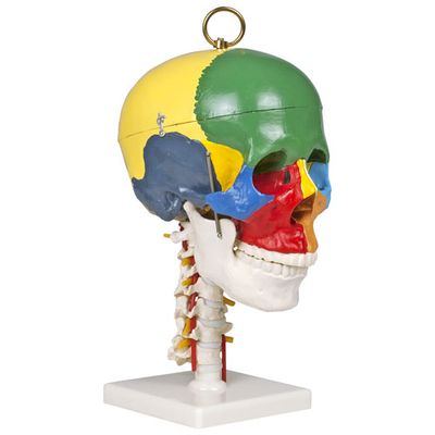Walter Products 31cm Human Skull Model