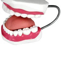 Walter Products 26cm Teeth Model