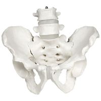 Walter Products 25cm Male Pelvis Skeleton Model