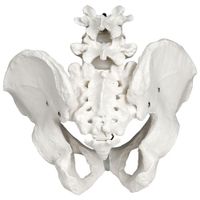 Walter Products 25cm Male Pelvis Skeleton Model