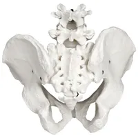 Walter Products 25cm Male Pelvis Skeleton Model