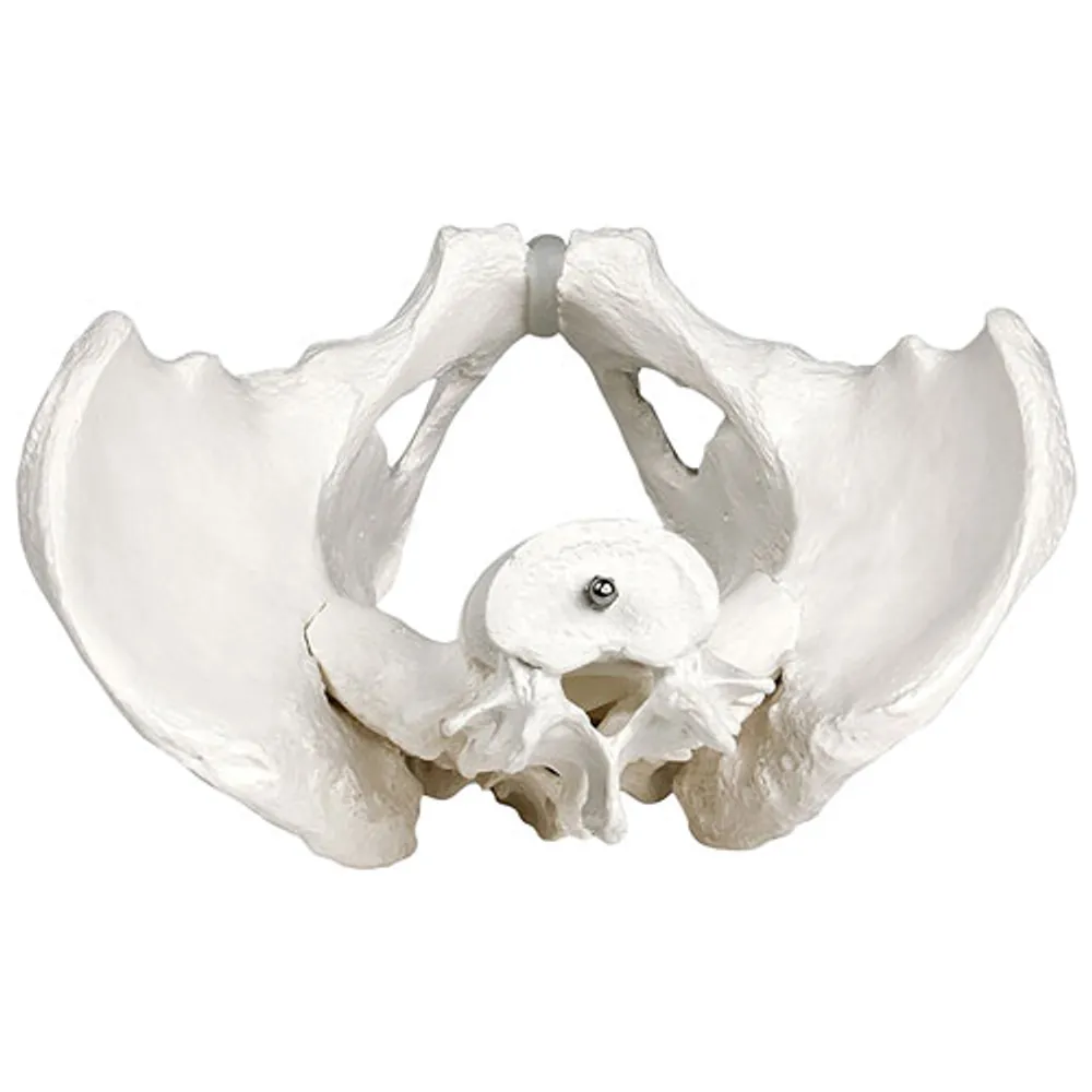 Walter Products 25cm Male Pelvis Skeleton Model