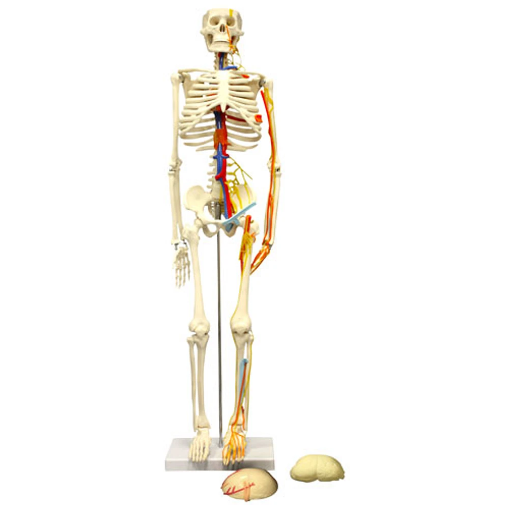 Walter Products 85cm Human Skeleton Model with Arteries