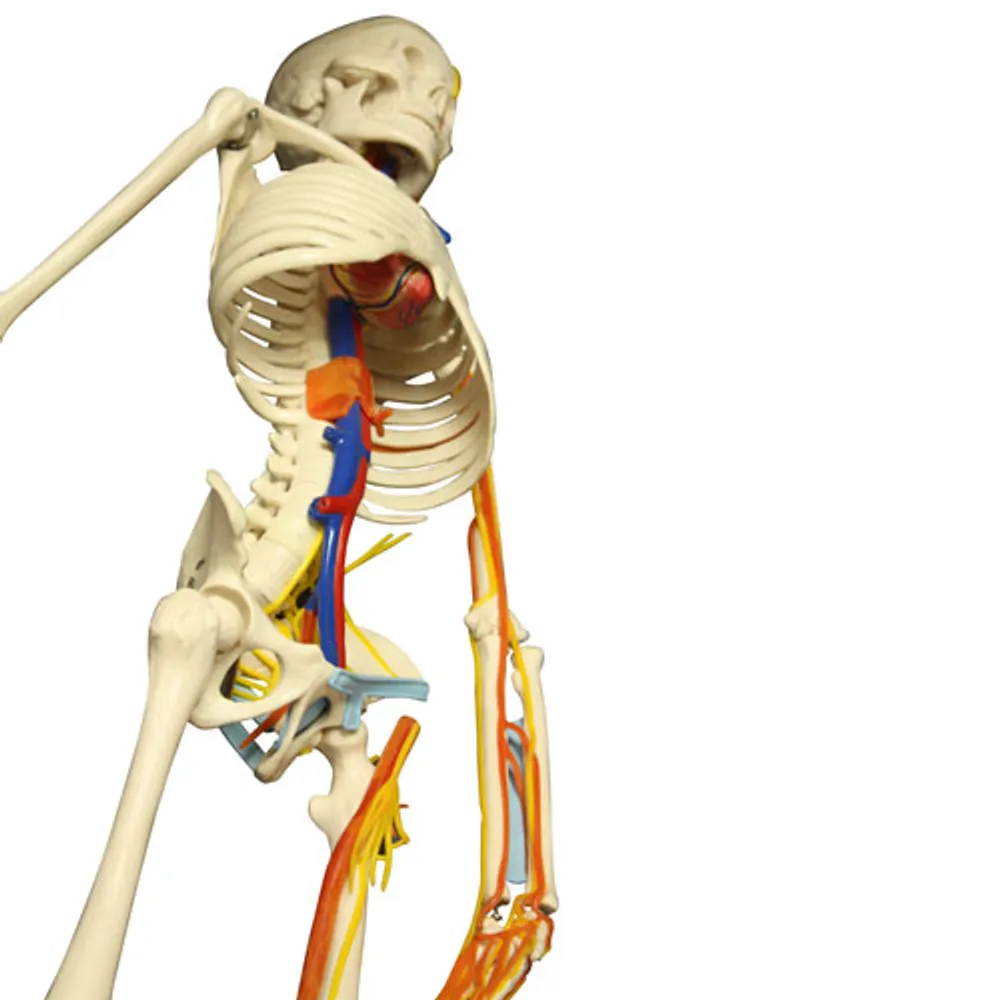 Walter Products 85cm Human Skeleton Model with Arteries