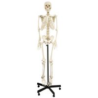 Walter Products 168cm Human Skeleton Model