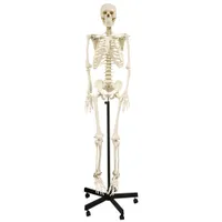 Walter Products 168cm Human Skeleton Model