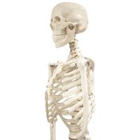 Walter Products 168cm Human Skeleton Model