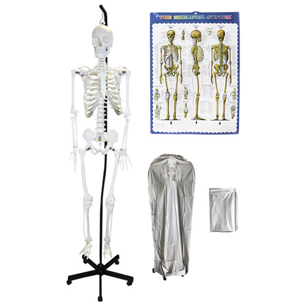 Walter Products 168cm Hanging Human Skeleton Model