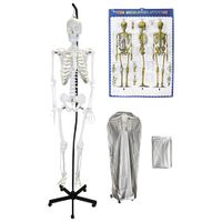 Walter Products 168cm Hanging Human Skeleton Model