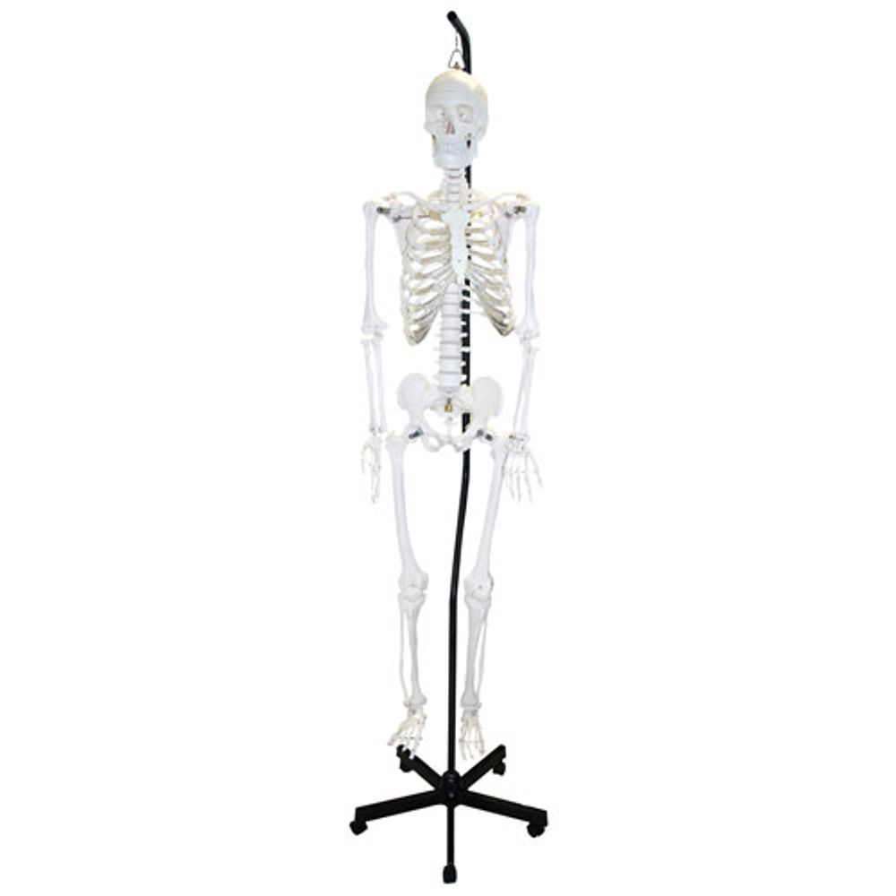 Walter Products 168cm Hanging Human Skeleton Model