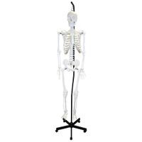 Walter Products 168cm Hanging Human Skeleton Model