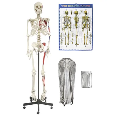 Walter Products 168cm Human Skeleton Model with Muscles