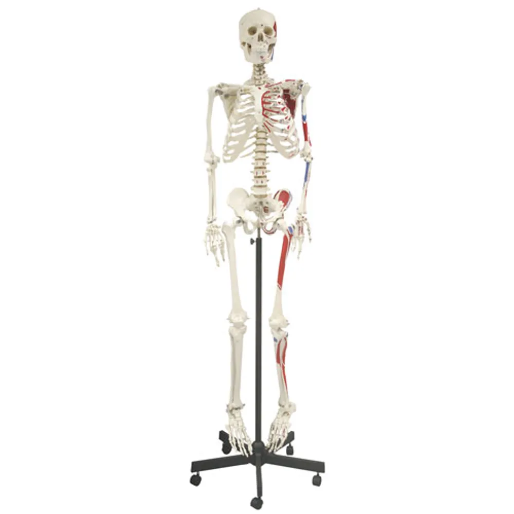 Walter Products 168cm Human Skeleton Model with Muscles