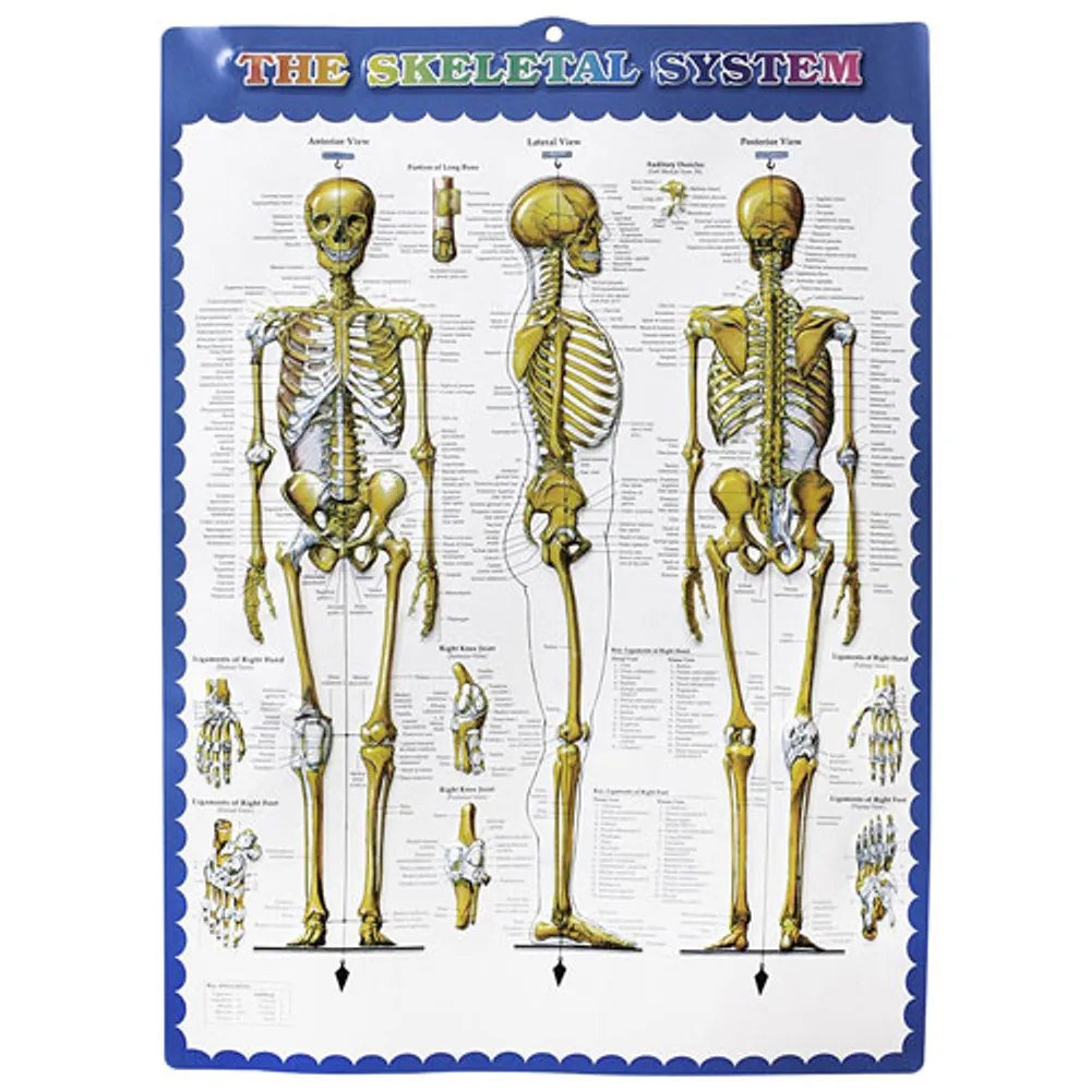 Walter Products 168cm Human Skeleton Model with Muscles