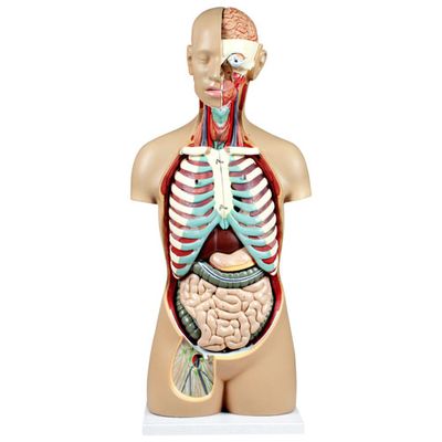 Walter Products 81cm Human Torso Model Set - 17 Pieces