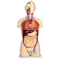 Walter Products 85cm Human Torso Model Set - 27 Pieces