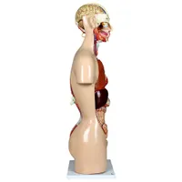 Walter Products 85cm Human Torso Model Set - 27 Pieces