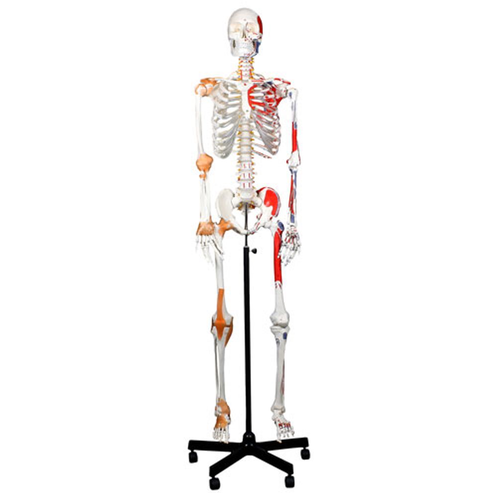 Walter Products 168cm Human Skeleton Model with Muscles and Ligaments