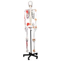 Walter Products 168cm Human Skeleton Model with Muscles and Ligaments