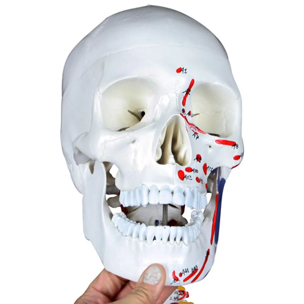 Walter Products 168cm Human Skeleton Model with Muscles and Ligaments