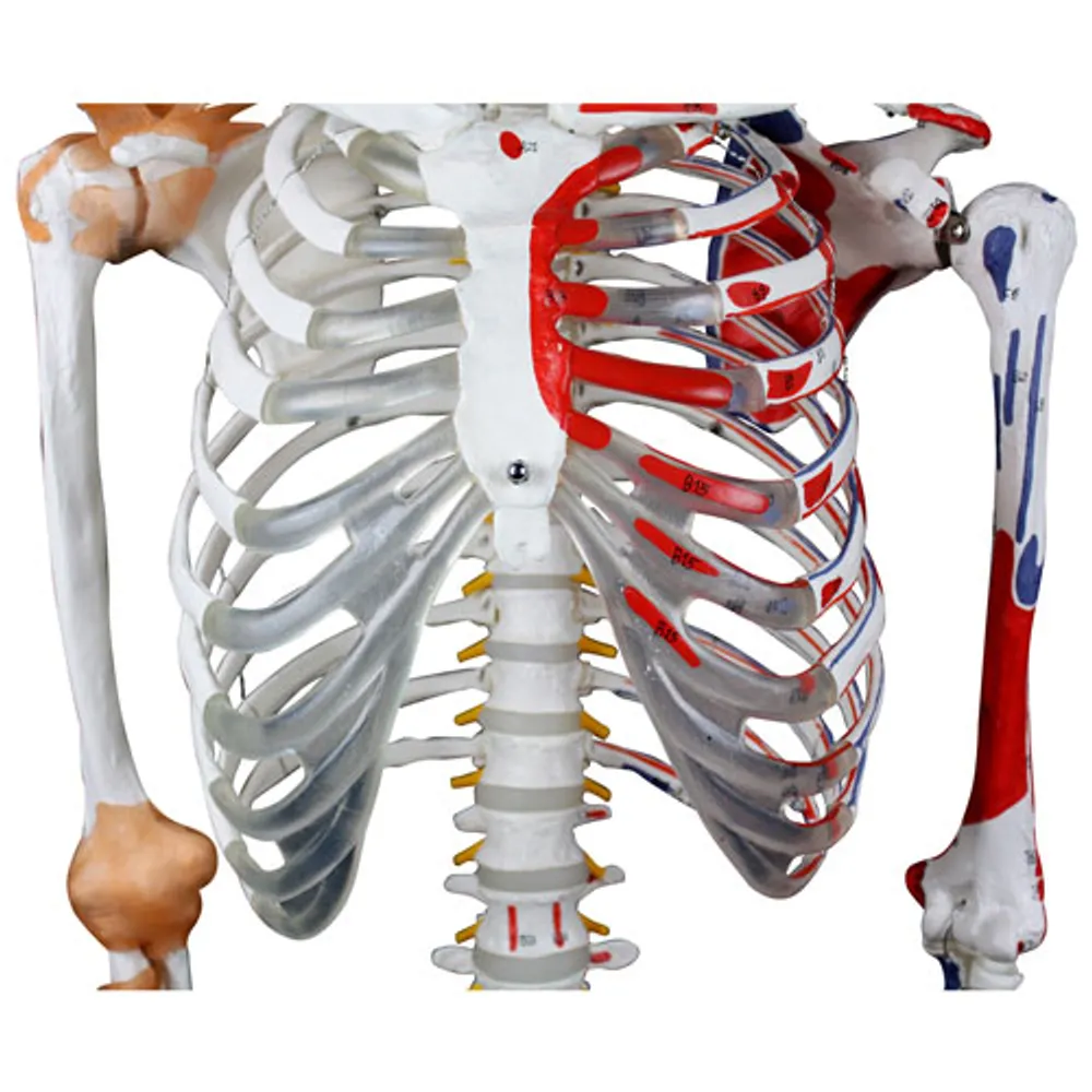 Walter Products 168cm Human Skeleton Model with Muscles and Ligaments