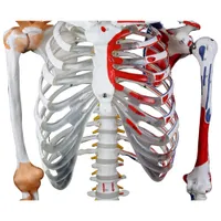 Walter Products 168cm Human Skeleton Model with Muscles and Ligaments