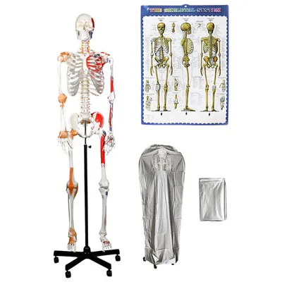 Walter Products 51cm Human Skeleton Model with Muscles and Ligaments