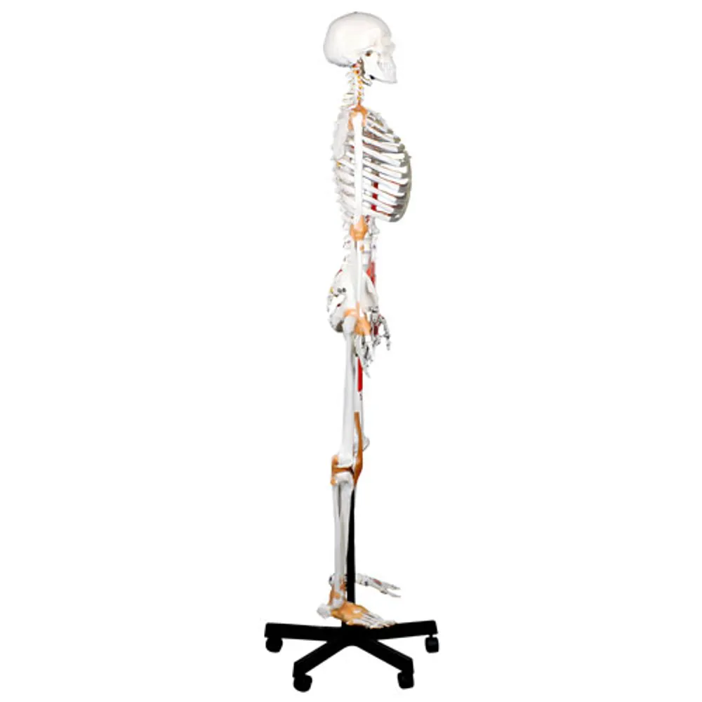 Modèle de squelette humain de 51 cm avec muscles et ligaments de Walter Products