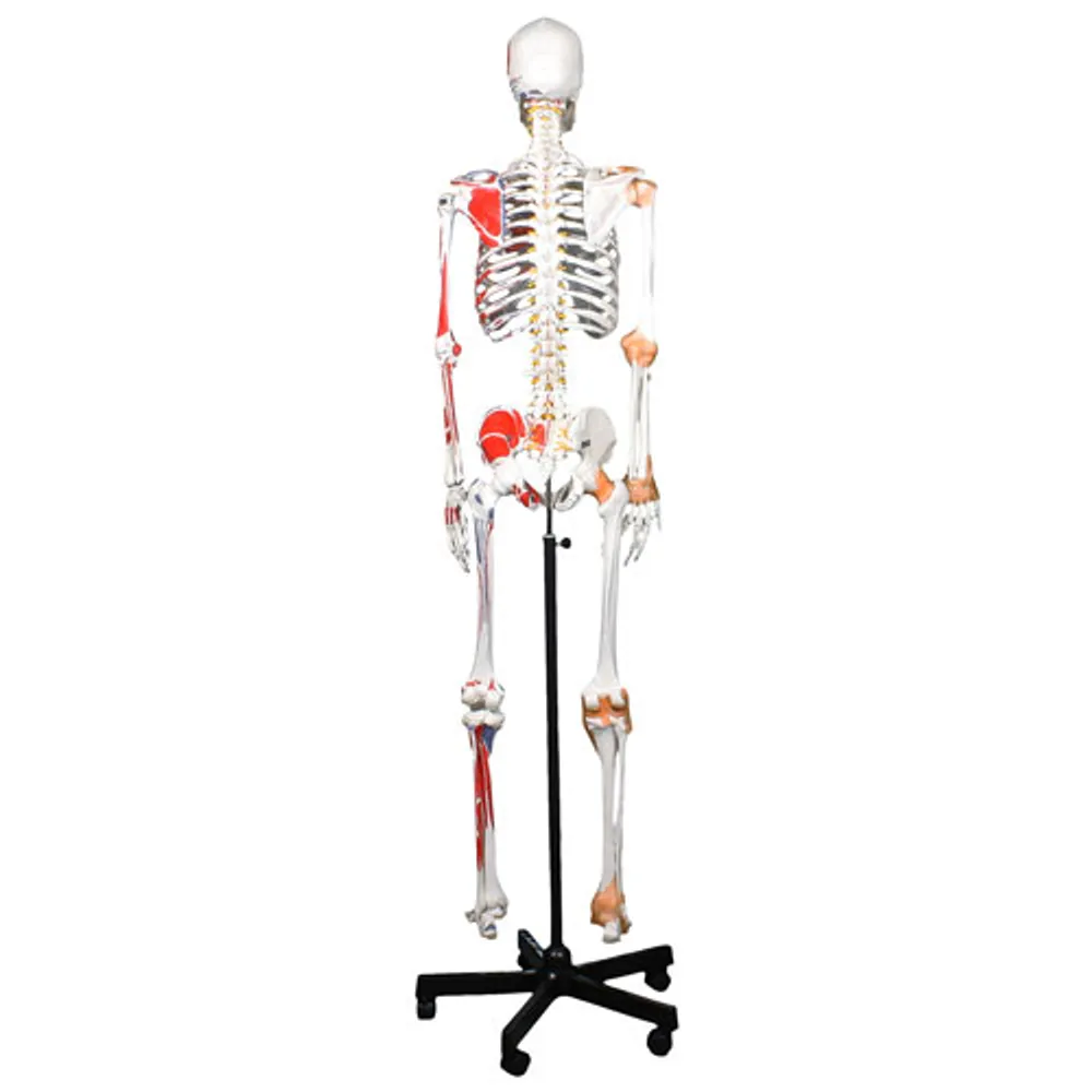 Modèle de squelette humain de 51 cm avec muscles et ligaments de Walter Products