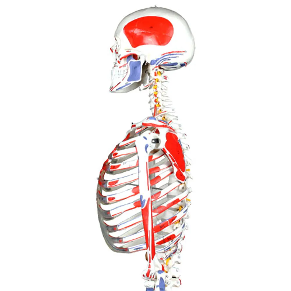 Modèle de squelette humain de 51 cm avec muscles et ligaments de Walter Products