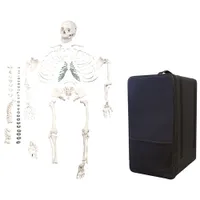 Walter Products 49cm Human Skeleton Model