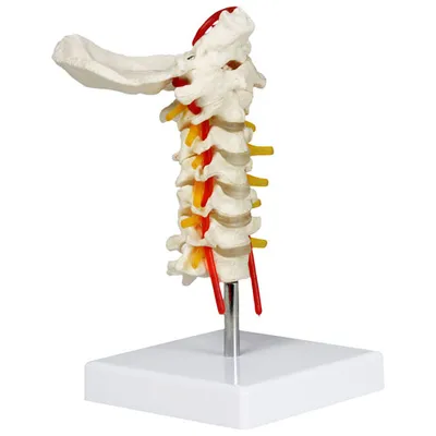 Modèle de colonne cervicale de 17 cm de Walter Products