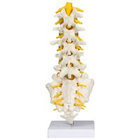 Walter Products 28cm Lumbar Spinal Column Model