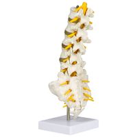 Walter Products 28cm Lumbar Spinal Column Model